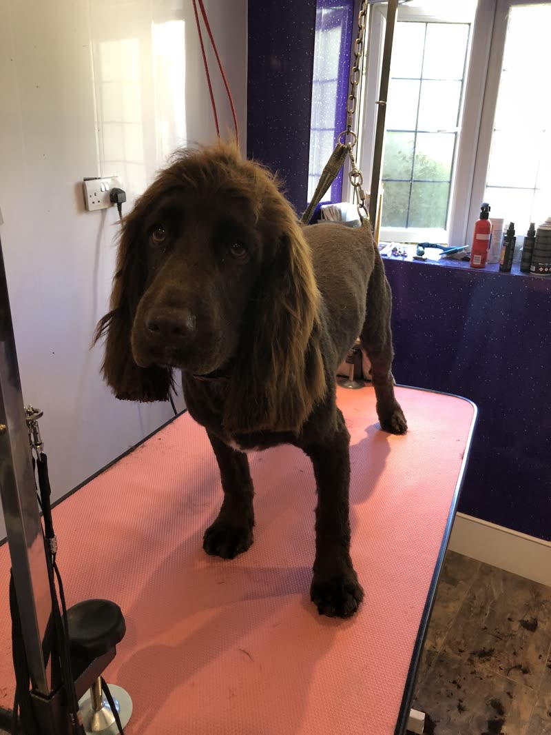 A dark brown cocker spaniel standing on a pink grooming table in the purple-walled grooming room