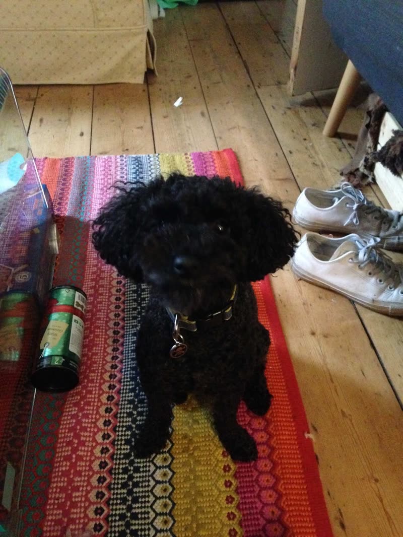 A small black poodle-type dog standing on a striped rug at home
