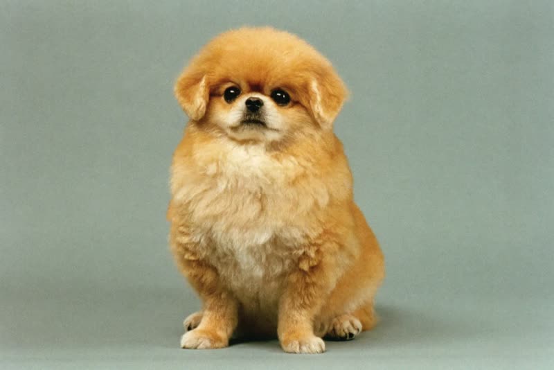 A freshly groomed small dog sitting calmly after its trim