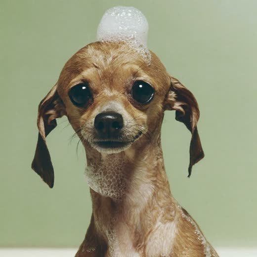 A small dog being bathed, coat wet and lathered